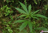 Kolejne konopie indyjskie w lesie - zdjęcie główne