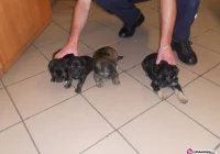 Cztery szczeniaki na komisariacie - zdjęcie główne