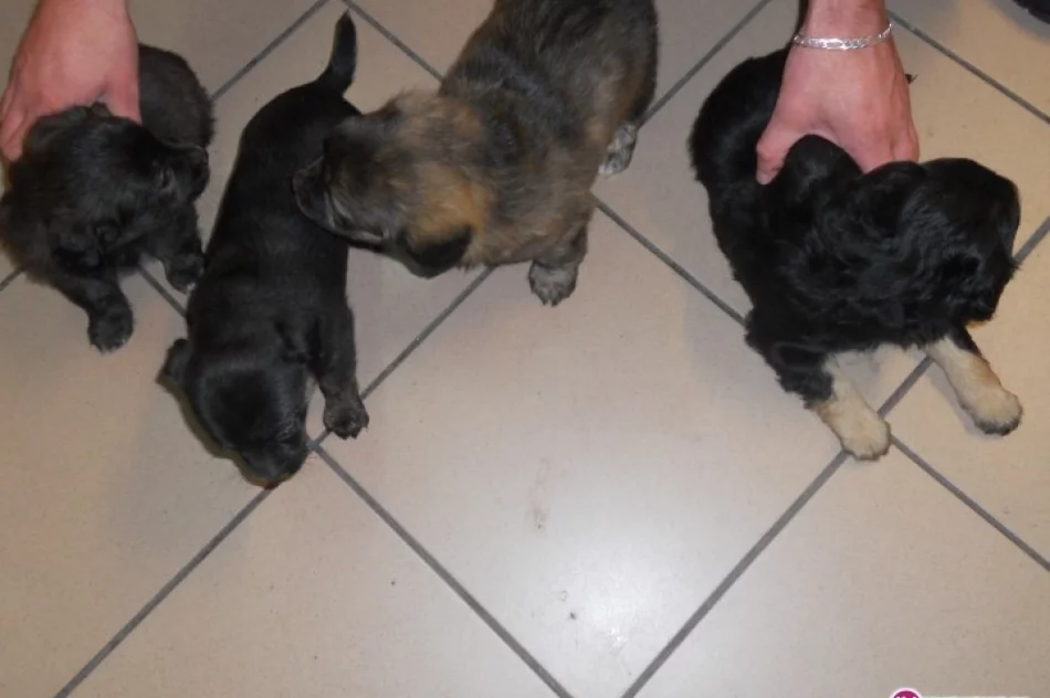 Cztery szczeniaki na komisariacie - zdjęcie 2