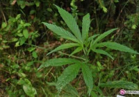 Konopie indyjskie w... parku narodowym - zdjęcie główne