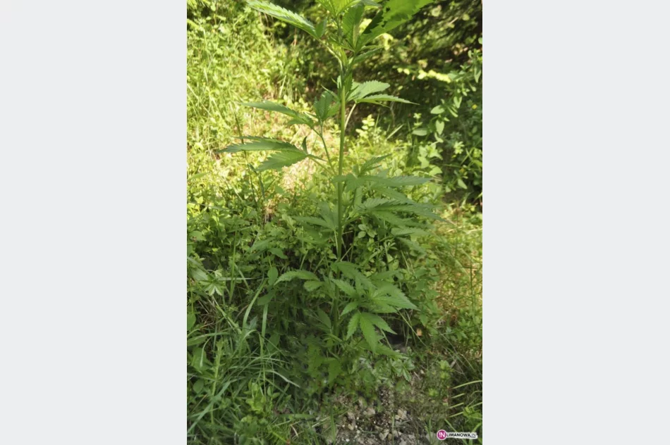 Konopie indyjskie w... parku narodowym - zdjęcie 2