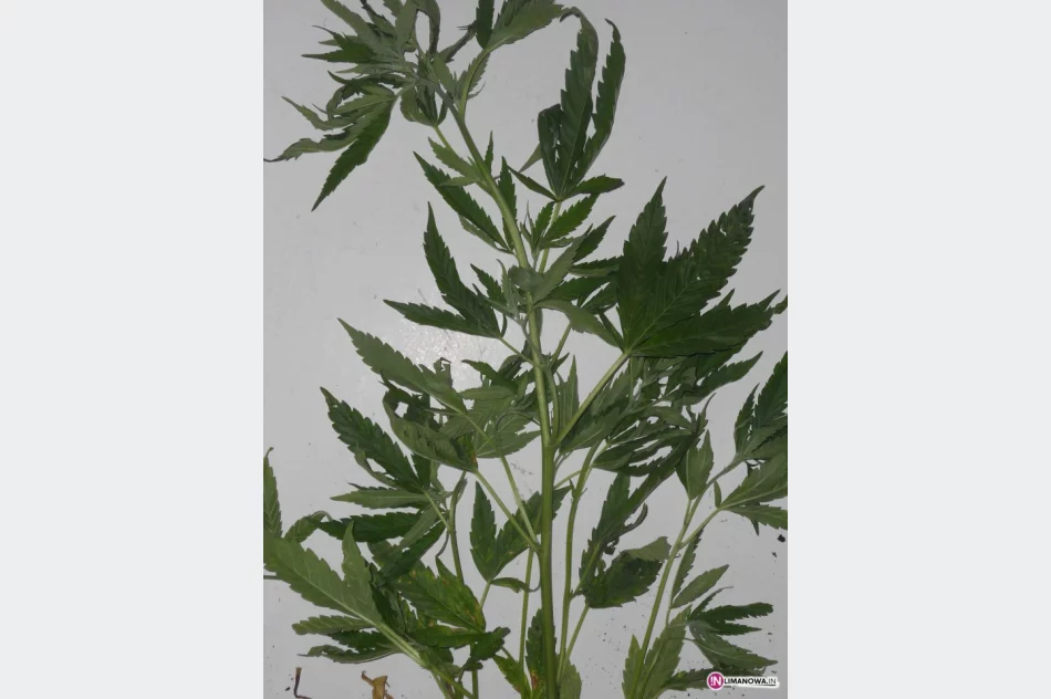 Konopie indyjskie w... parku narodowym - zdjęcie 3