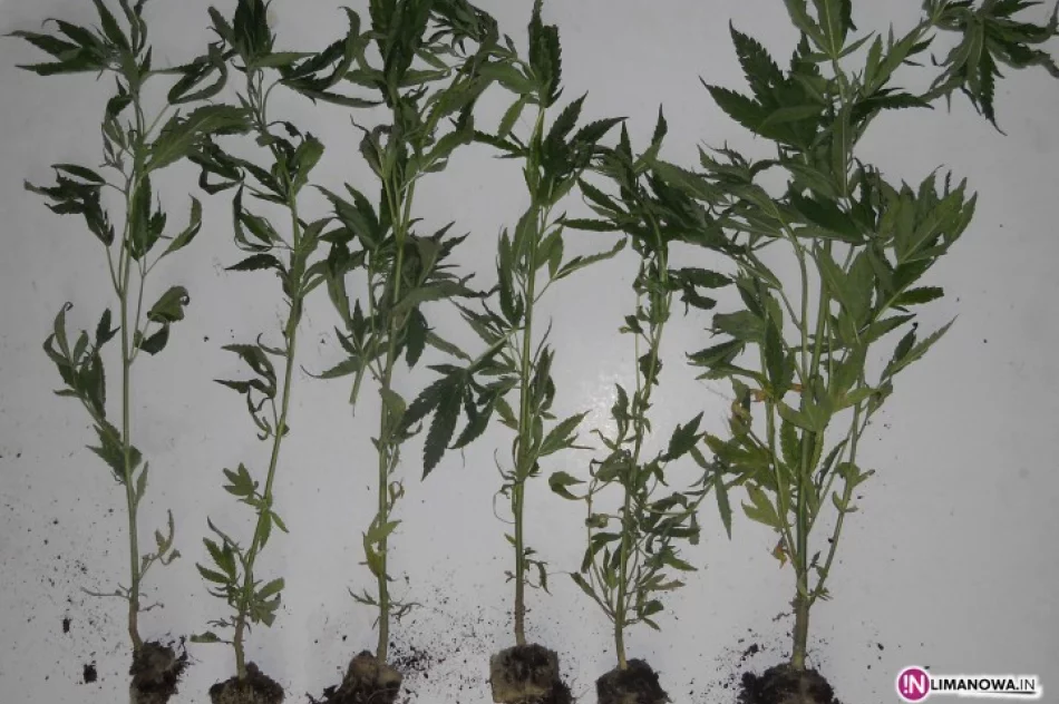 Konopie indyjskie w... parku narodowym - zdjęcie 4