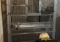 Odebrane zwierzęta i zawiadomienie o podejrzeniu znęcania się - interwencja w zoologicznym - zdjęcie główne