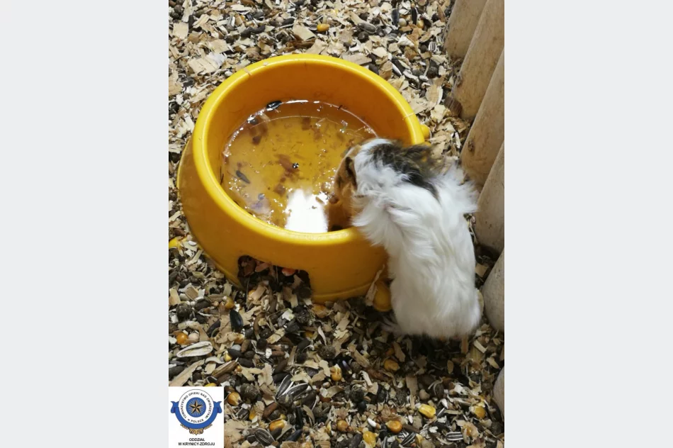 Odebrane zwierzęta i zawiadomienie o podejrzeniu znęcania się - interwencja w zoologicznym - zdjęcie 2