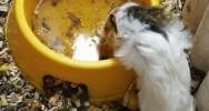 Odebrane zwierzęta i zawiadomienie o podejrzeniu znęcania się - interwencja w zoologicznym - zdjęcie 2