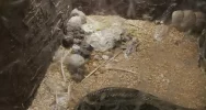 Odebrane zwierzęta i zawiadomienie o podejrzeniu znęcania się - interwencja w zoologicznym - zdjęcie 3