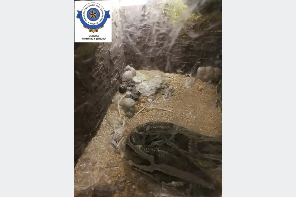 Odebrane zwierzęta i zawiadomienie o podejrzeniu znęcania się - interwencja w zoologicznym - zdjęcie 3