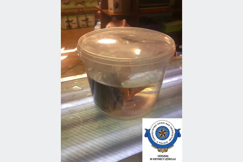 Odebrane zwierzęta i zawiadomienie o podejrzeniu znęcania się - interwencja w zoologicznym - zdjęcie 5