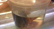 Odebrane zwierzęta i zawiadomienie o podejrzeniu znęcania się - interwencja w zoologicznym - zdjęcie 5