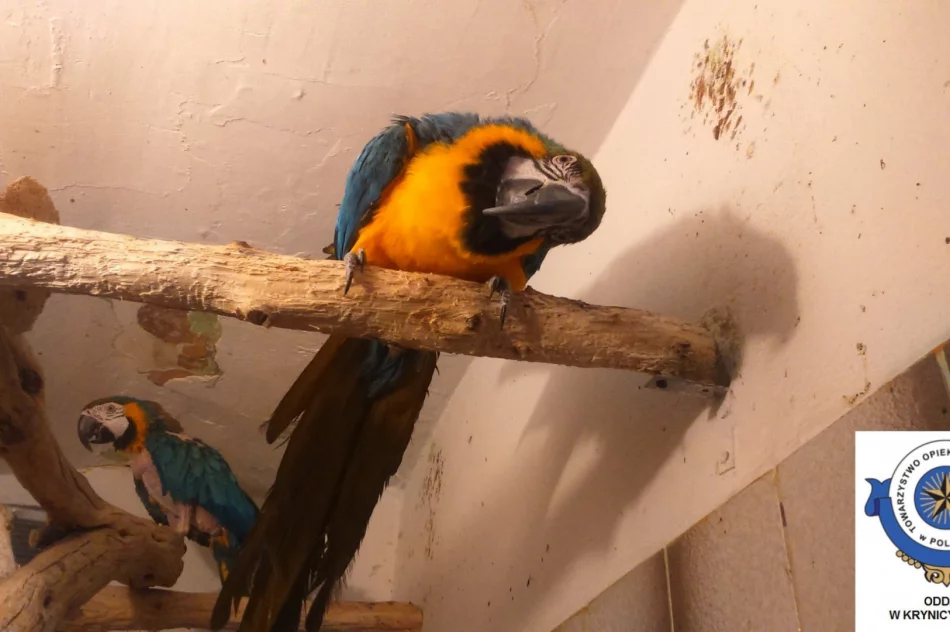 Odebrane zwierzęta i zawiadomienie o podejrzeniu znęcania się - interwencja w zoologicznym - zdjęcie 7