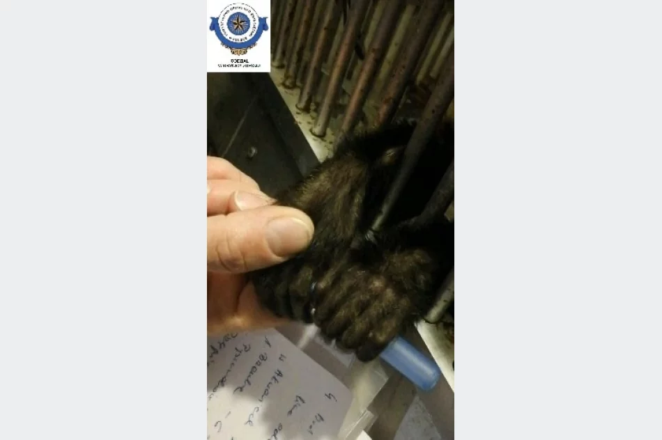 Odebrane zwierzęta i zawiadomienie o podejrzeniu znęcania się - interwencja w zoologicznym - zdjęcie 8