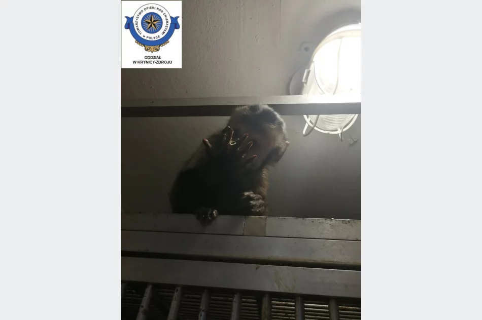 Odebrane zwierzęta i zawiadomienie o podejrzeniu znęcania się - interwencja w zoologicznym - zdjęcie 9