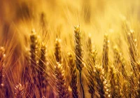 Niszczony spichlerz świata - zdjęcie główne