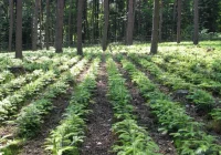 Koniec ze sprzedażą sadzonek - nadleśnictwo likwiduje szkółkę - zdjęcie główne