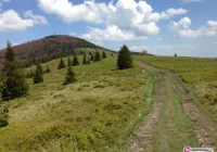 Do ARiMR po wsparcie na posadzenie lasu - zdjęcie główne