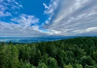 Leśnicy zapraszają na wspólny spacer - zdjęcie główne