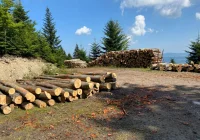 Zrywka drewna w pobliżu szlaków turystycznych - zdjęcie główne