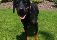 Szukamy właściciela lub opiekuna dla psa - zdjęcie główne