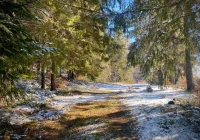 Ciało 53-latka znalezione w lesie - zdjęcie główne