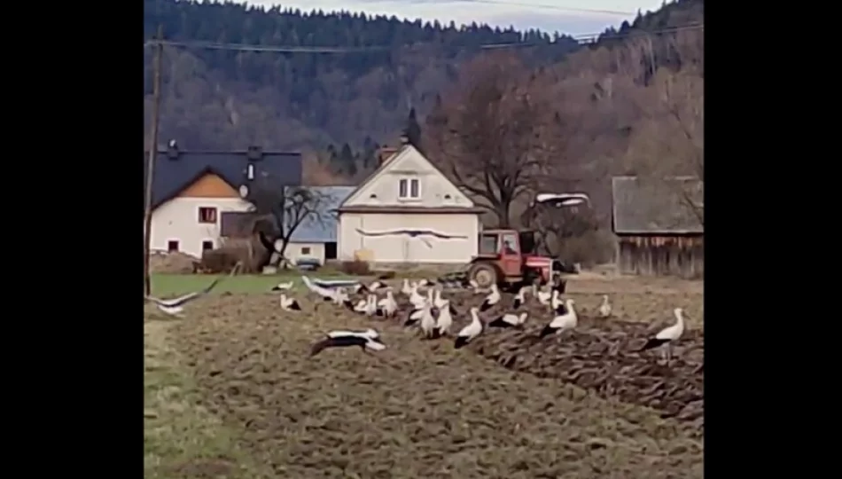 Kilkadziesiąt bocianów na jednym polu - zdjęcie 1