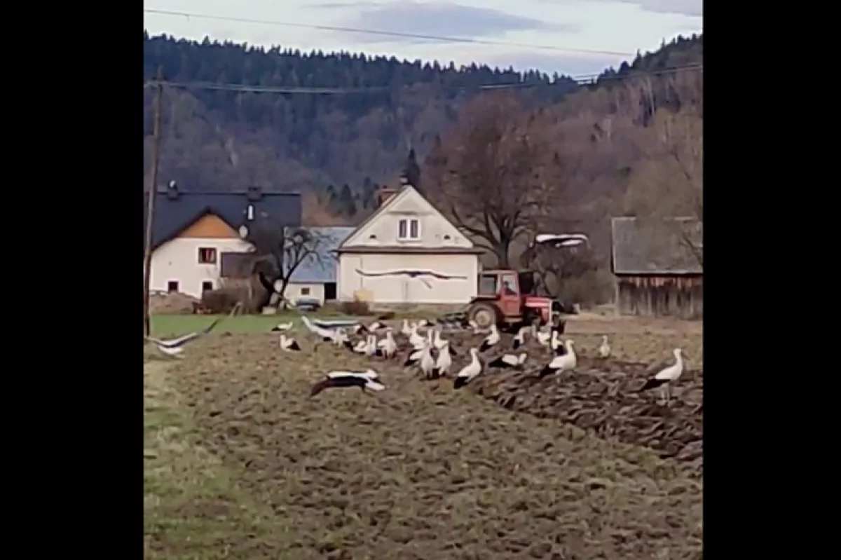 Kilkadziesiąt bocianów na jednym polu