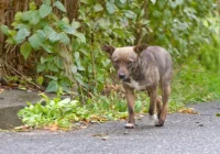 Po wsiach wałęsają się psy. Gmina apeluje - zdjęcie główne