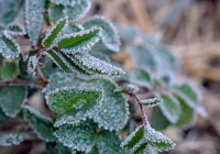 Synoptyk IMGW: w nocy pochmurno, w kotlinach górskich mroźno - minus 11 stopni - zdjęcie główne