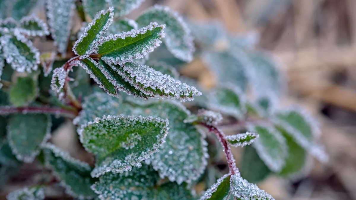 Synoptyk IMGW: gęste mgły na południu, lokalnie możliwe przymrozki