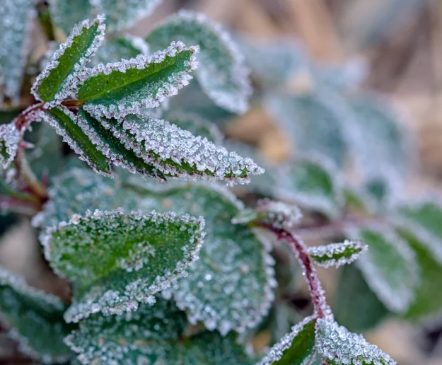 Synoptyk IMGW: gęste mgły na południu, lokalnie możliwe przymrozki - zdjęcie główne
