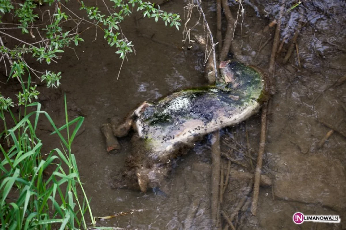 W rzece leży martwe zwierze
