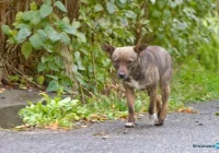 Wałęsające się psy problemem kolejnej gminy - zdjęcie główne