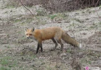 Rusza szczepienie, do lasu lepiej nie wchodzić - zdjęcie główne