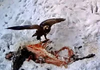 Orzeł przedni na nagraniu z fotopułapki - zdjęcie główne