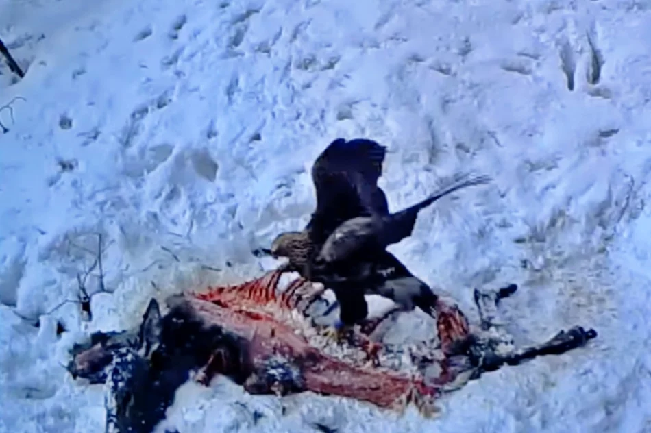 Orzeł przedni na nagraniu z fotopułapki - zdjęcie 2