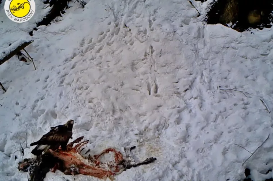 Orzeł przedni na nagraniu z fotopułapki - zdjęcie 3