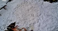 Orzeł przedni na nagraniu z fotopułapki - zdjęcie 3