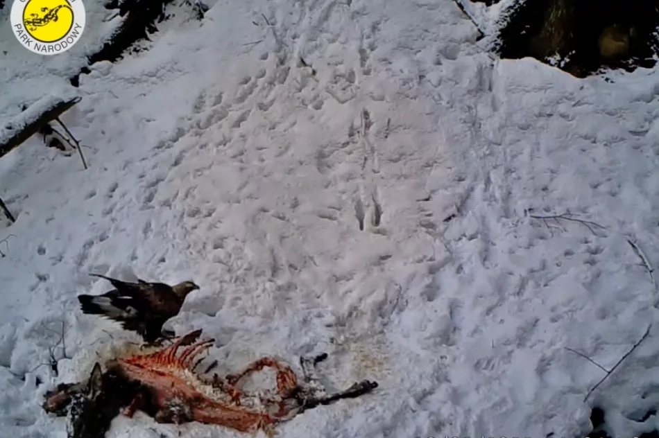 Orzeł przedni na nagraniu z fotopułapki - zdjęcie 4