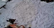 Orzeł przedni na nagraniu z fotopułapki - zdjęcie 4