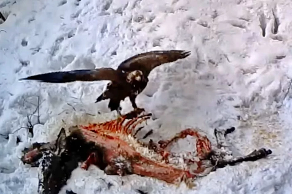 Orzeł przedni na nagraniu z fotopułapki - zdjęcie 5