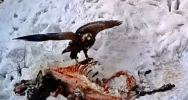 Orzeł przedni na nagraniu z fotopułapki - zdjęcie 5