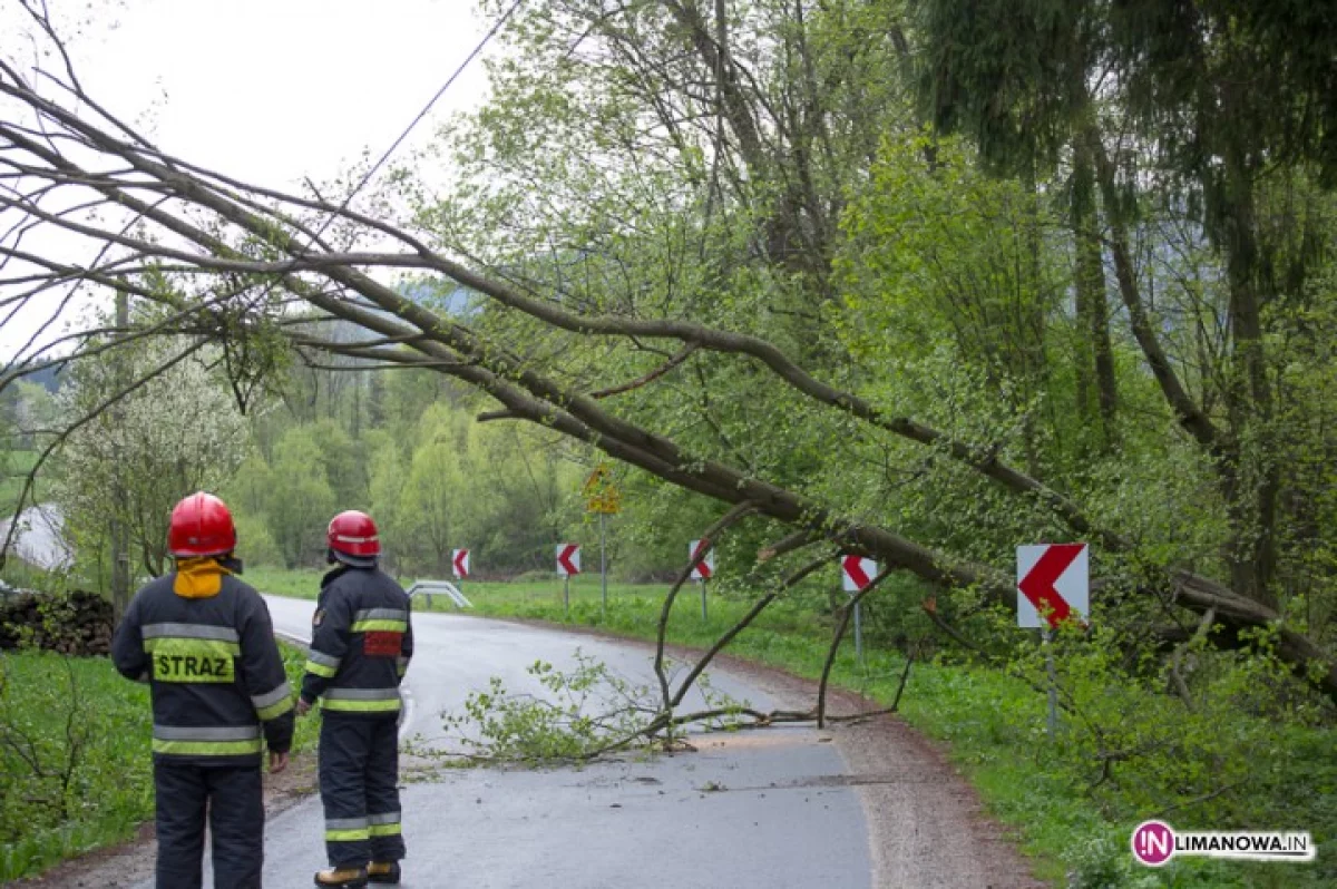 Drzewo zawisło nad drogą