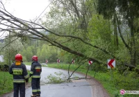 Drzewo zawisło nad drogą - zdjęcie główne