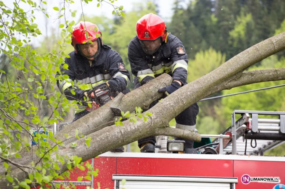 Drzewo zawisło nad drogą - zdjęcie 3