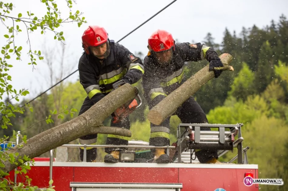 Drzewo zawisło nad drogą - zdjęcie 4