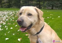 Poszukiwany właściciel labradora! - zdjęcie główne