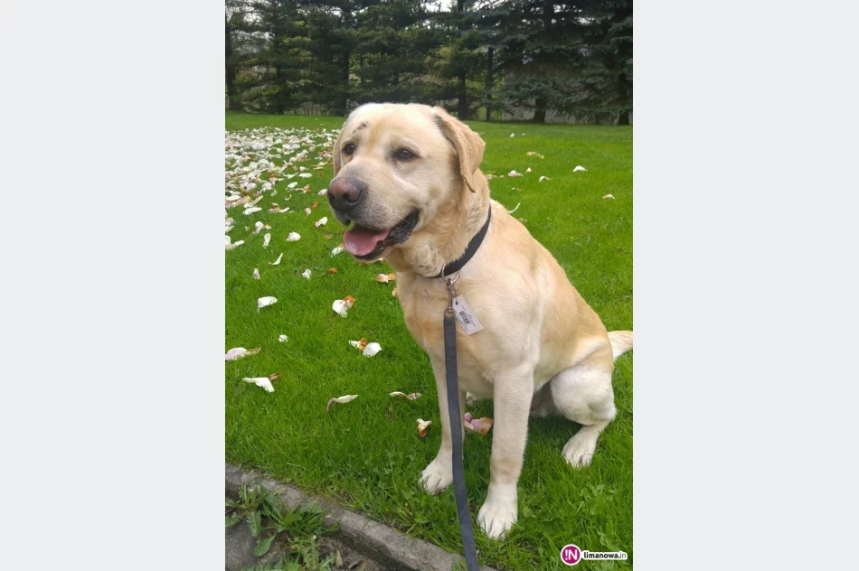 Poszukiwany właściciel labradora! - zdjęcie 2
