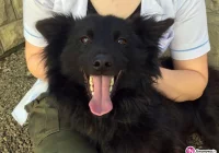 Szukamy właściciela psa lub opiekuna dla niego - zdjęcie główne