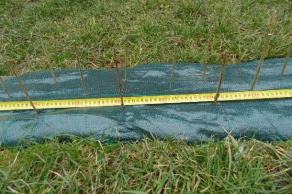 Ligustr pospolity Żywopłot sztobry - zdjęcie 3