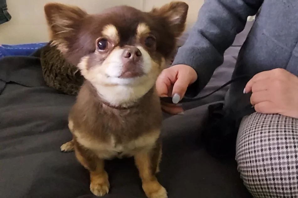 Tak mieszkają uchodźcy w przekształconych szkołach w Truskawcu - zdjęcie 2